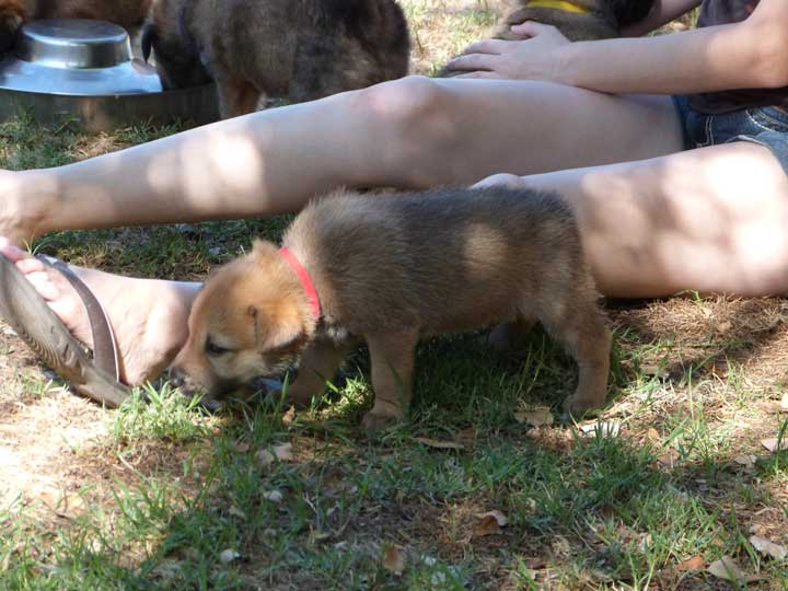 chinook dog
